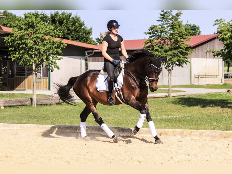 Württemberger Stute 18 Jahre 163 cm Brauner in Forchheim