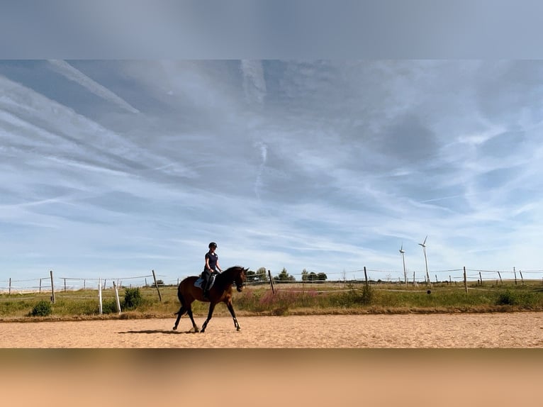Württemberger Stute 18 Jahre 165 cm Brauner in Aalen