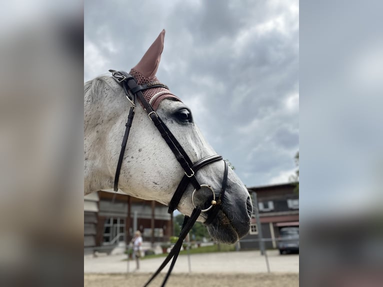 Württemberger Stute 18 Jahre 165 cm Schimmel in Otterstadt