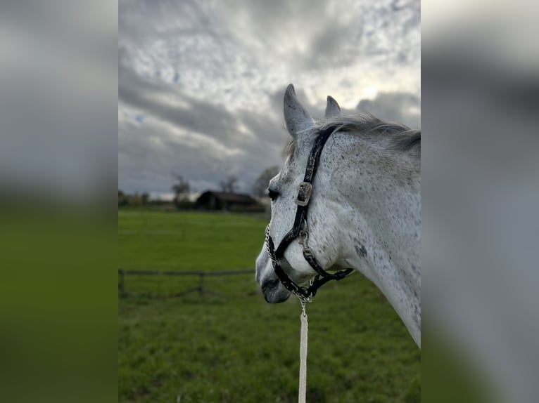 Württemberger Stute 18 Jahre 165 cm Schimmel in Otterstadt