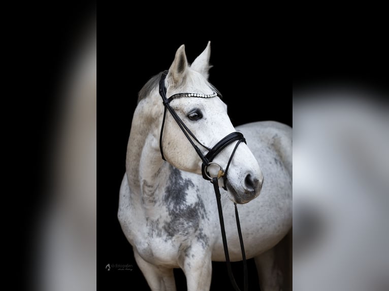 Württemberger Stute 18 Jahre 165 cm Schimmel in Otterstadt