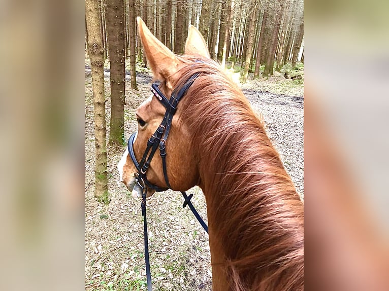 Württemberger Stute 18 Jahre 174 cm Fuchs in Tuntenhausen