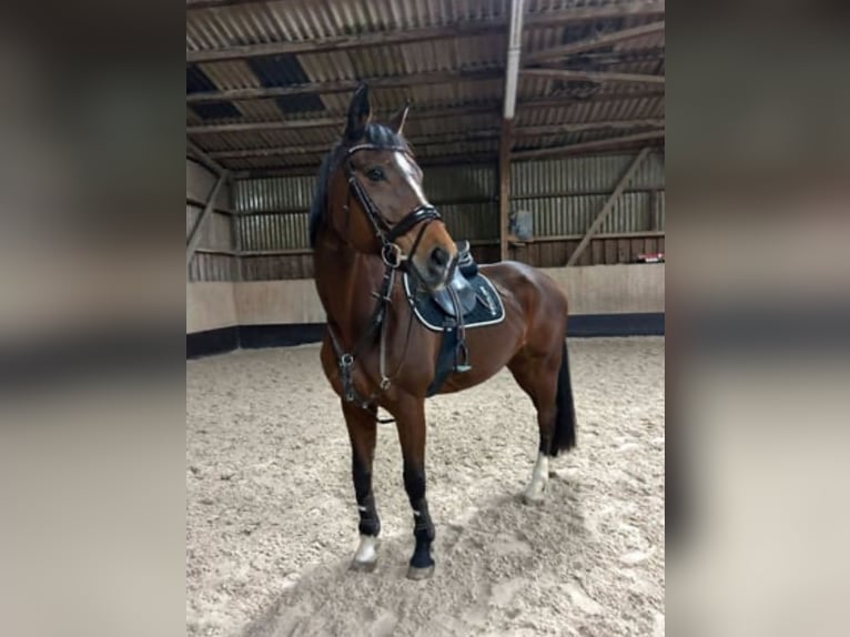 Württemberger Stute 19 Jahre 165 cm Brauner in Nürtingen Württemberger Stute 19 Jahre 165 cm Brauner in Nürtingen