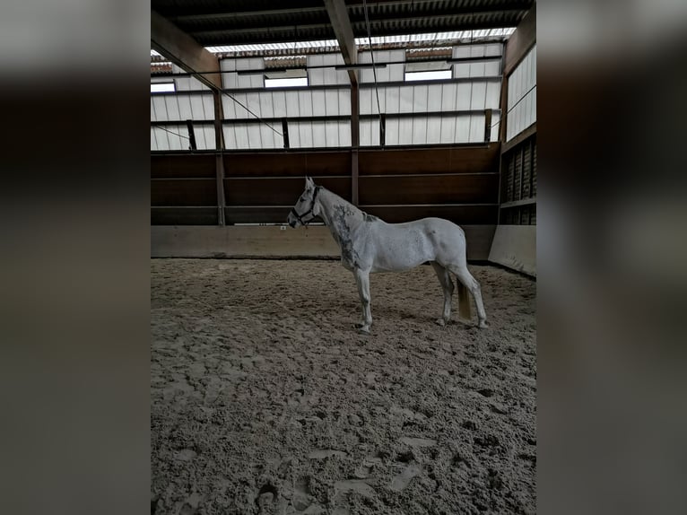 Württemberger Stute 19 Jahre 165 cm Schimmel in Otterstadt