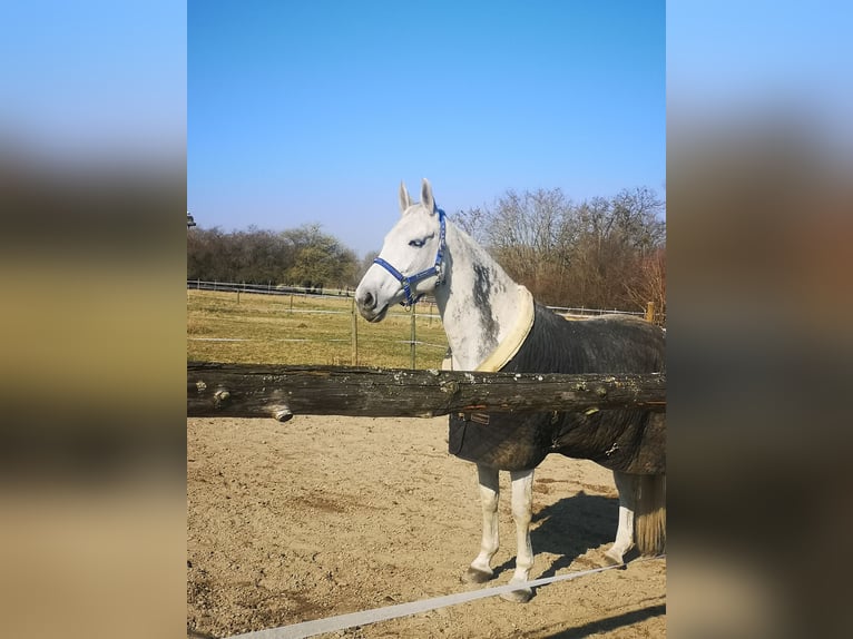 Württemberger Stute 19 Jahre 165 cm Schimmel in Otterstadt