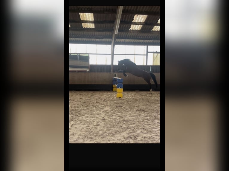 Württemberger Stute 19 Jahre 167 cm Brauner in Nürtingen