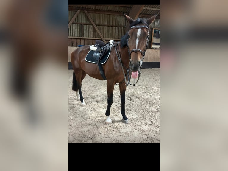 Württemberger Stute 19 Jahre 167 cm Brauner in Nürtingen