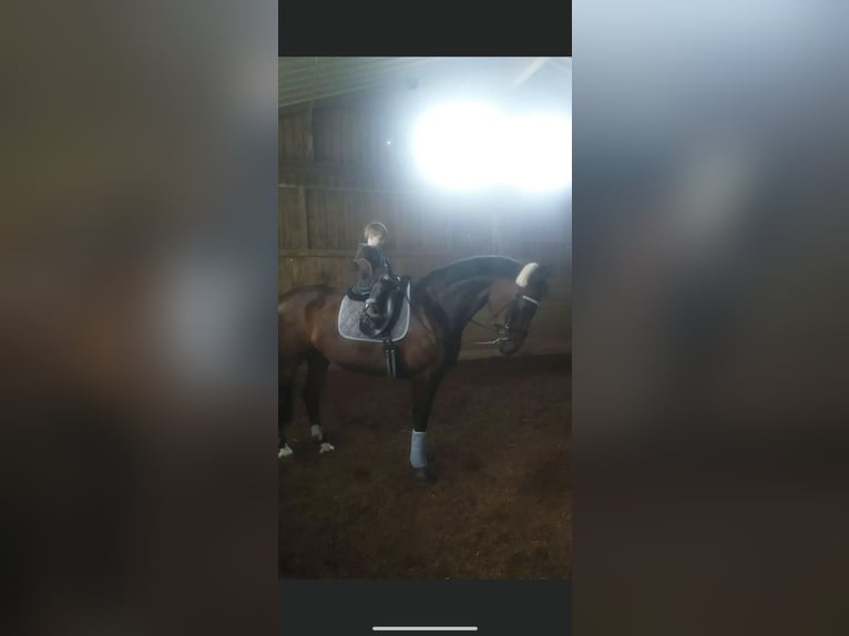 Württemberger Stute 23 Jahre 165 cm Brauner in Pfullingen