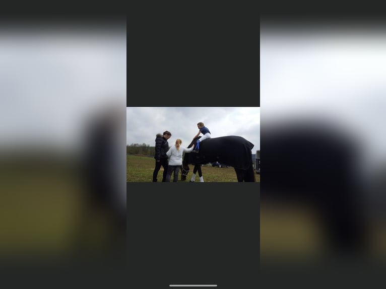 Württemberger Stute 23 Jahre 165 cm Brauner in Pfullingen