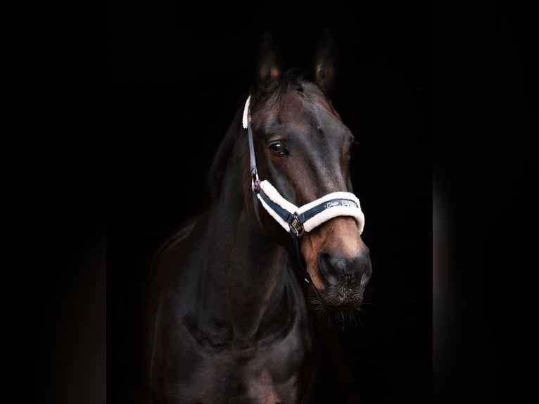 Württemberger Stute 23 Jahre 165 cm Brauner in Pfullingen