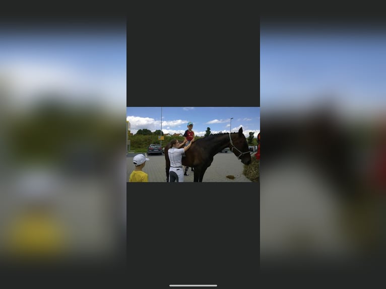 Württemberger Stute 23 Jahre 165 cm Brauner in Pfullingen