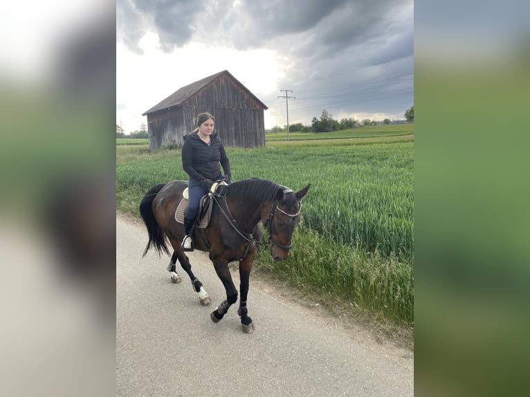Württemberger Stute 23 Jahre 165 cm Brauner in Pfullingen