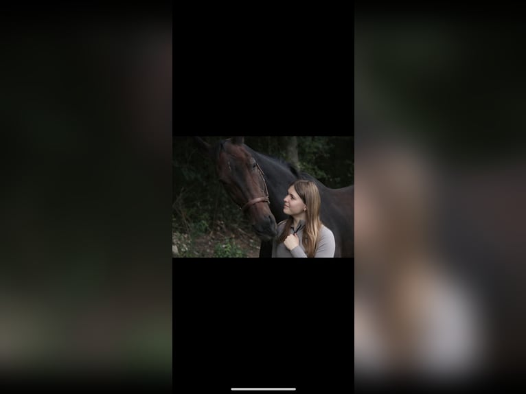 Württemberger Stute 23 Jahre 165 cm Brauner in Pfullingen