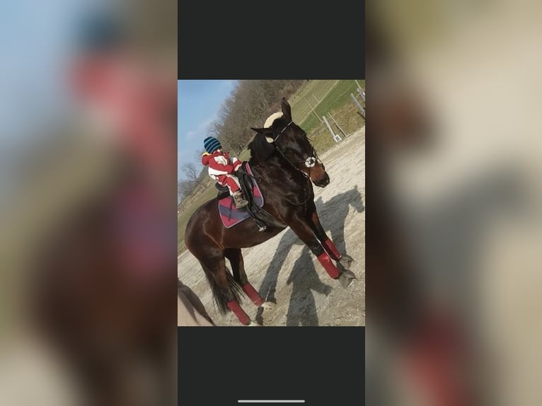 Württemberger Stute 23 Jahre 165 cm Brauner in Pfullingen