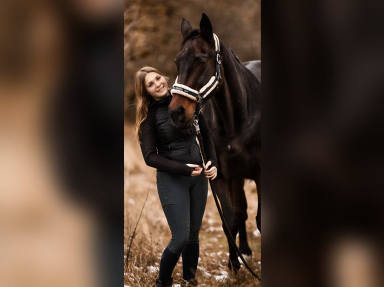 Württemberger Stute 23 Jahre 165 cm Brauner in Pfullingen