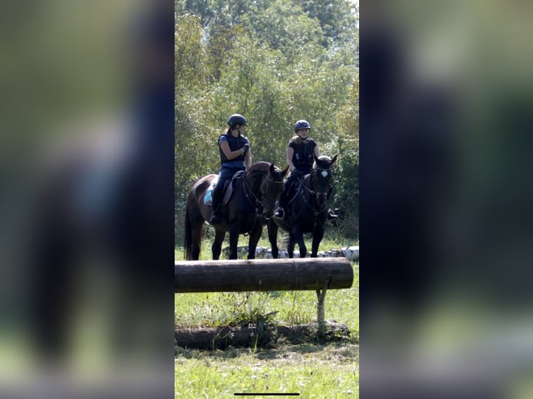 Württemberger Stute 23 Jahre 165 cm Brauner in Pfullingen