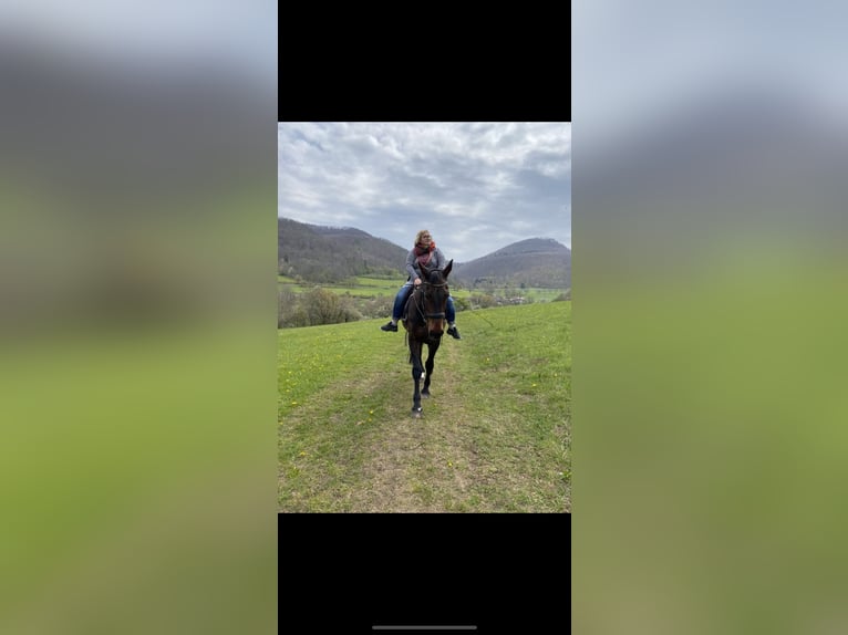 Württemberger Stute 23 Jahre 165 cm Brauner in Pfullingen