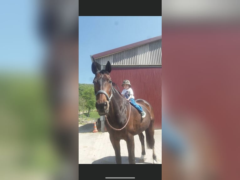 Württemberger Stute 23 Jahre 165 cm Brauner in Pfullingen