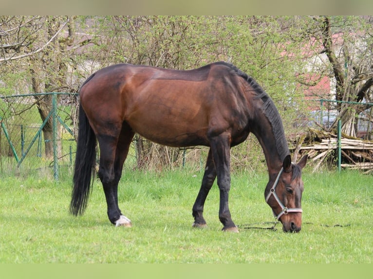 Württemberger Stute 23 Jahre 165 cm Brauner in Pfullingen