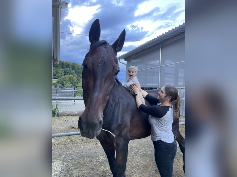 Württemberger Stute 23 Jahre 165 cm Brauner in Pfullingen