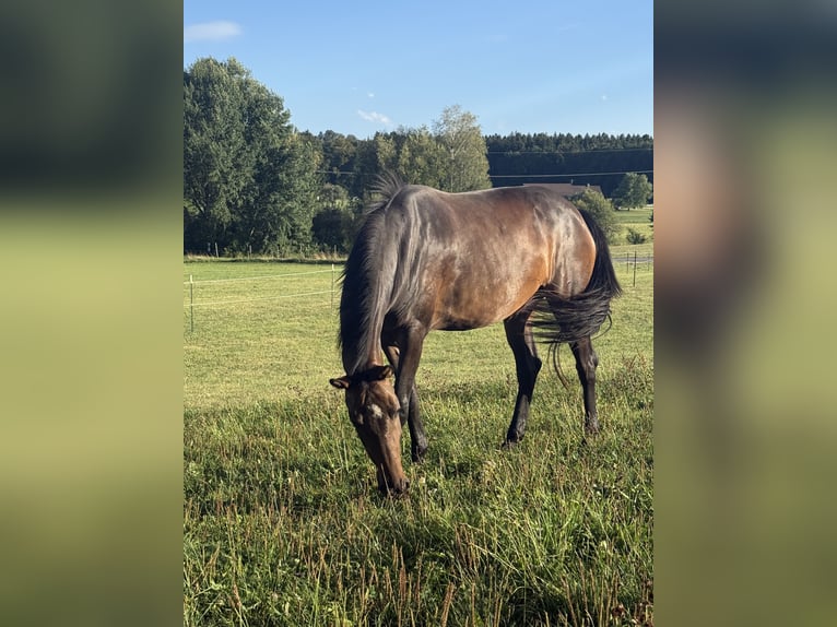 Württemberger Stute 3 Jahre Brauner in WaldburgWaldburg