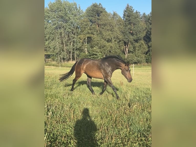 Württemberger Stute 3 Jahre Brauner in WaldburgWaldburg