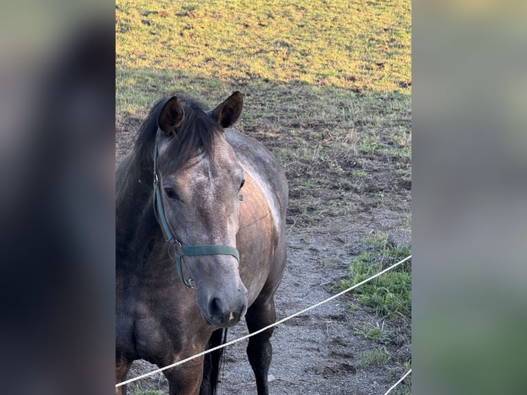 Württemberger Stute 3 Jahre Schimmel in Waldburg