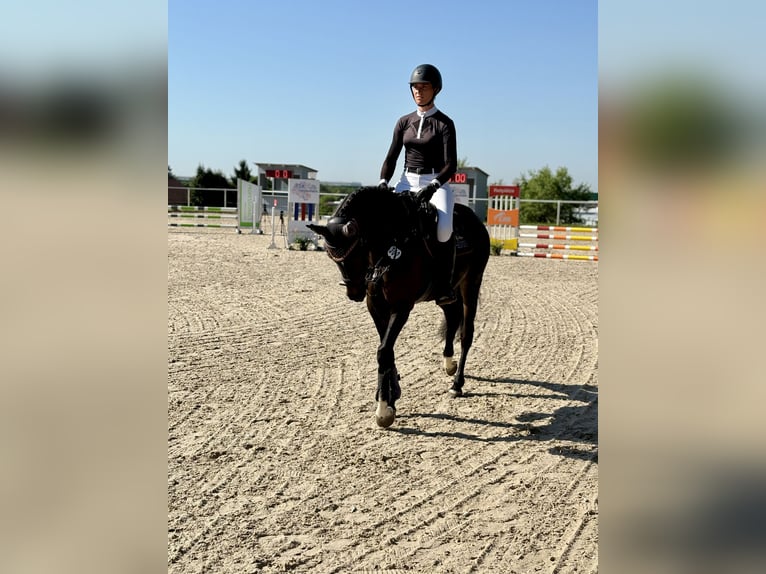 Württemberger Stute 5 Jahre 161 cm Schwarzbrauner in Jagstzell