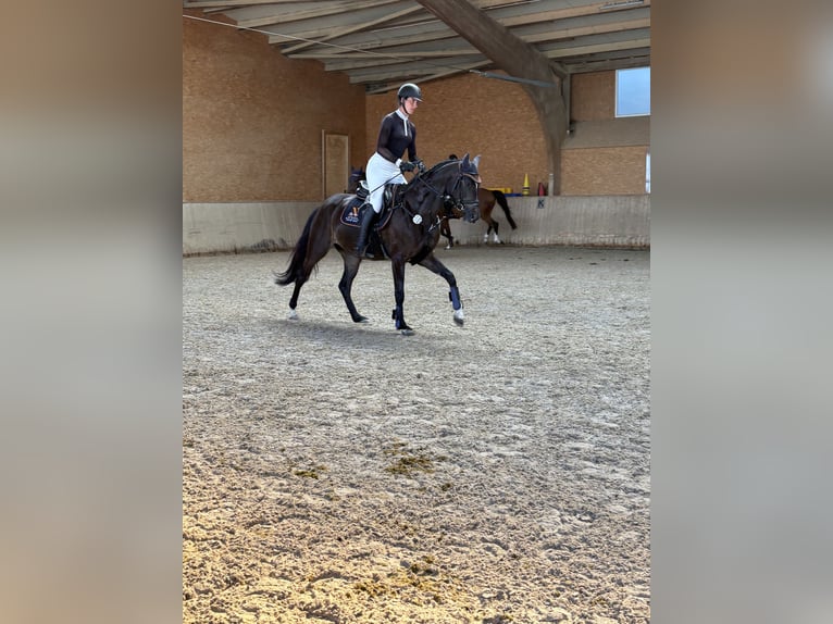 Württemberger Stute 5 Jahre 161 cm Schwarzbrauner in Jagstzell