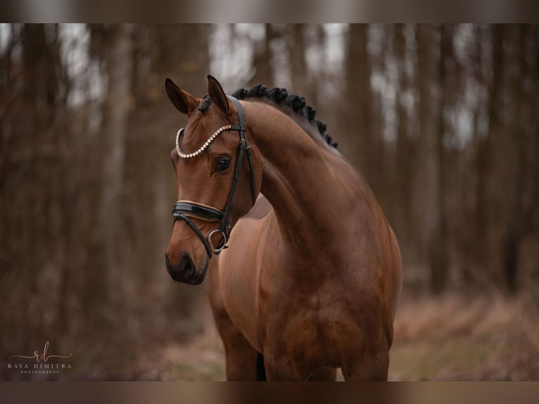 Württemberger Stute 5 Jahre 168 cm Brauner in Wehringen