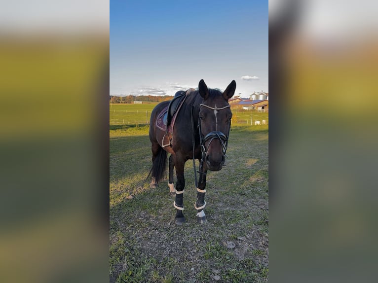 Württemberger Stute 5 Jahre Dunkelbrauner in Ebersbach-Musbach
