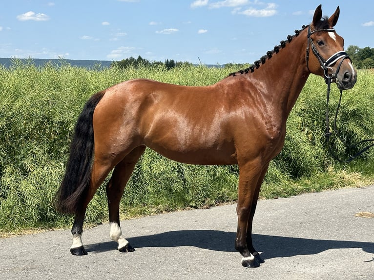 Württemberger Stute 6 Jahre 158 cm Brauner in Riedlingen