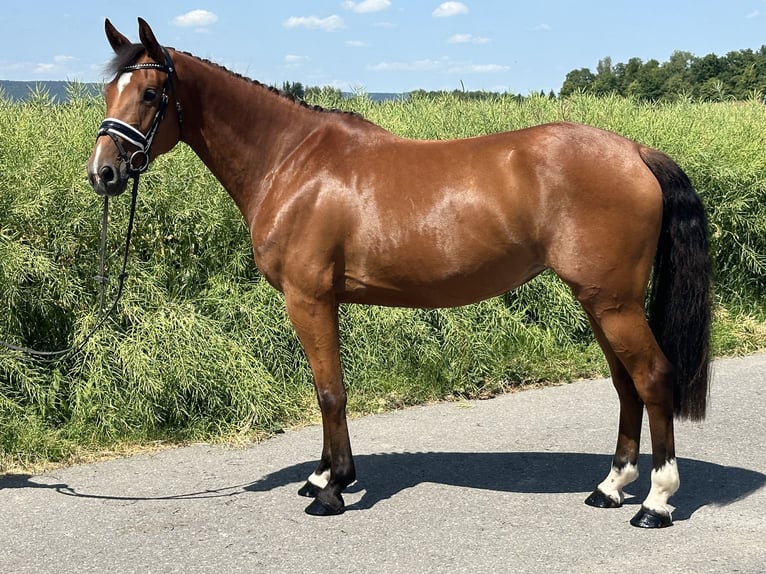 Württemberger Stute 6 Jahre 158 cm Brauner in Riedlingen