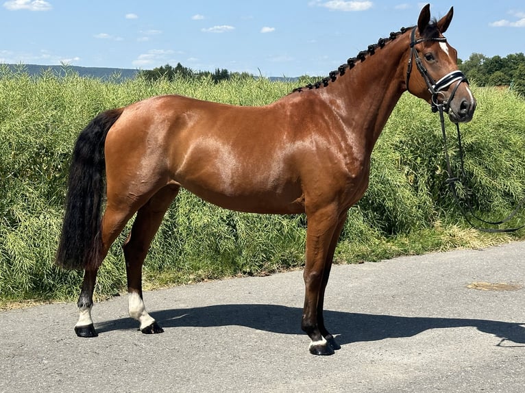 Württemberger Stute 6 Jahre 158 cm Brauner in Riedlingen