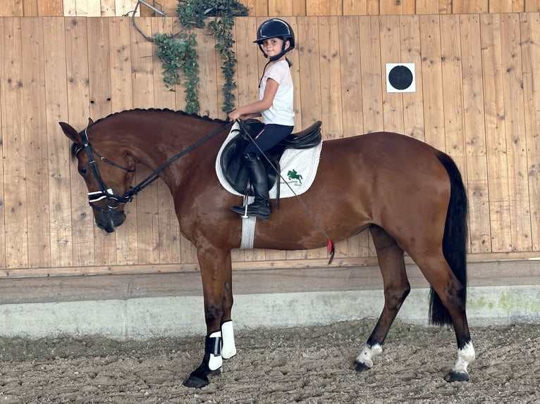 Württemberger Stute 6 Jahre 158 cm Brauner in Riedlingen