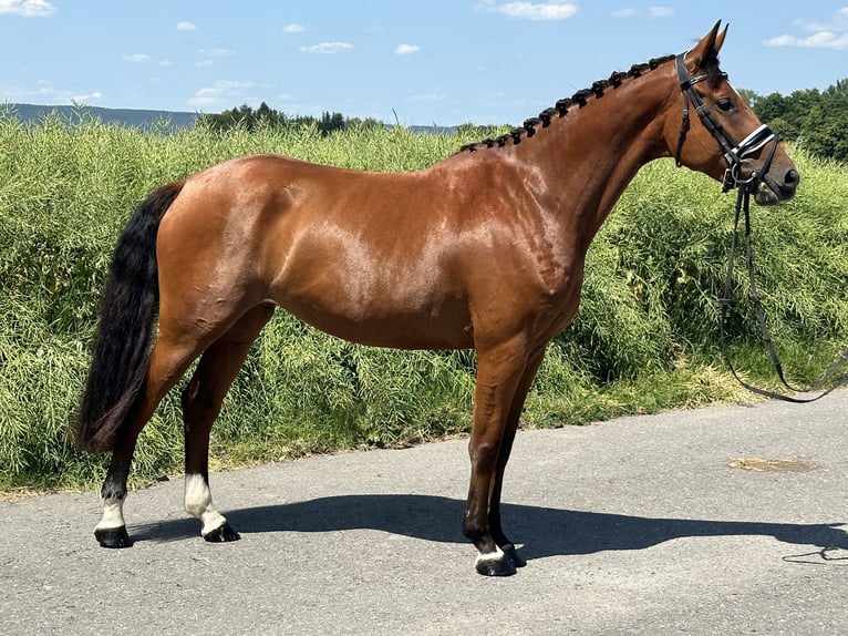 Württemberger Stute 6 Jahre 158 cm Brauner in Riedlingen