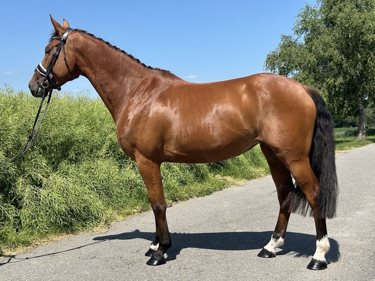 Württemberger Stute 6 Jahre 158 cm Brauner in Riedlingen