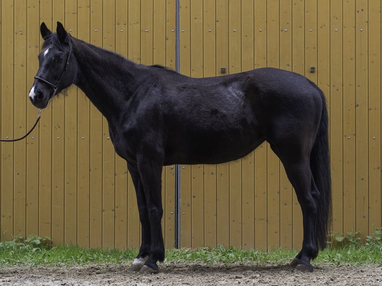 Württemberger Stute 7 Jahre 162 cm Rappe in Bad Schussenried