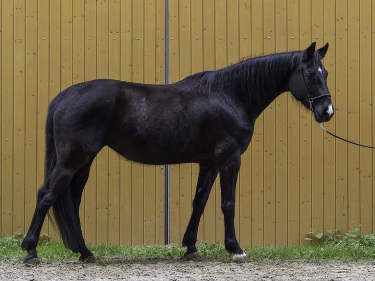 Württemberger Stute 7 Jahre 162 cm Rappe in Bad Schussenried