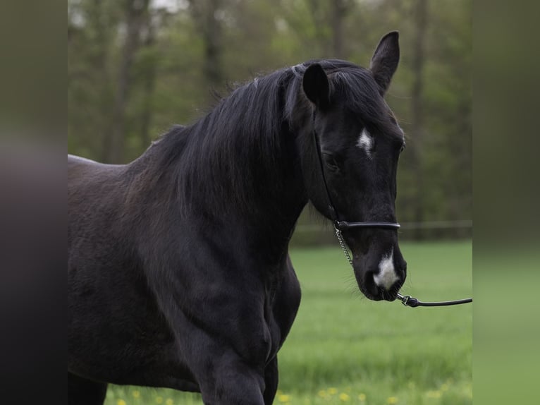 Württemberger Stute 7 Jahre 162 cm Rappe in Bad Schussenried