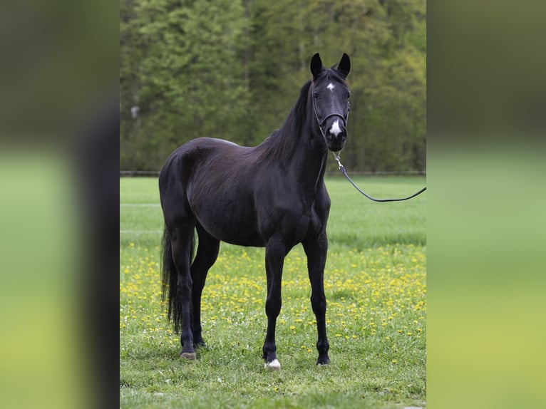 Württemberger Stute 7 Jahre 162 cm Rappe in Bad Schussenried
