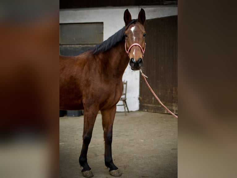 Württemberger Stute 7 Jahre 163 cm Brauner in Ertingen