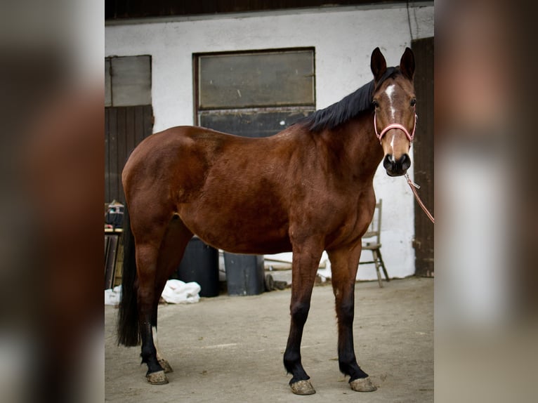 Württemberger Stute 7 Jahre 163 cm Brauner in Ertingen