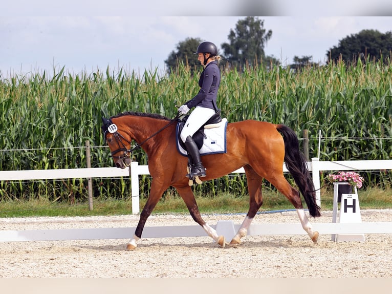 Württemberger Stute 7 Jahre 165 cm Brauner in V&#xF6;hringen