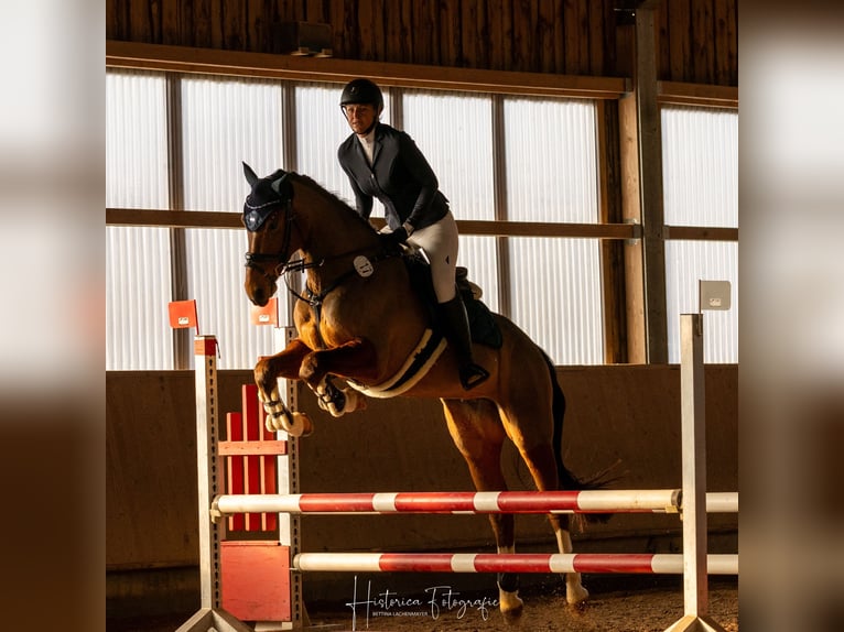 Württemberger Stute 7 Jahre 165 cm Brauner in V&#xF6;hringen