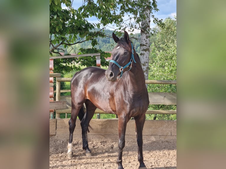 Württemberger Stute 7 Jahre 165 cm Rappe in Balingen