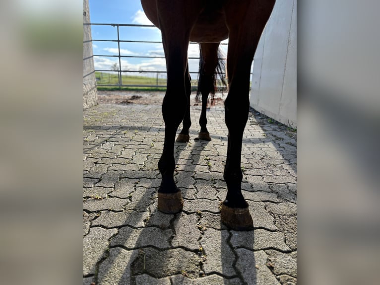 Württemberger Stute 7 Jahre 168 cm Brauner in Walzbachtal