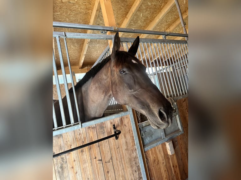 Württemberger Stute 7 Jahre 173 cm Dunkelbrauner in Königsbach-Stein