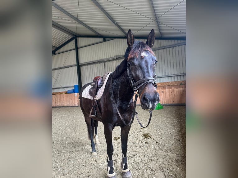 Württemberger Stute 7 Jahre 173 cm Dunkelbrauner in Königsbach-Stein