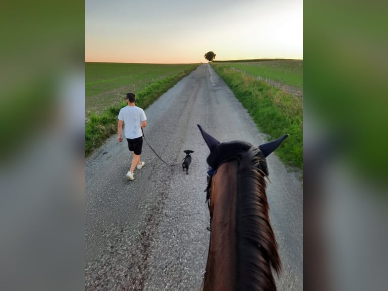 Württemberger Stute 7 Jahre 173 cm Dunkelbrauner in Königsbach-Stein